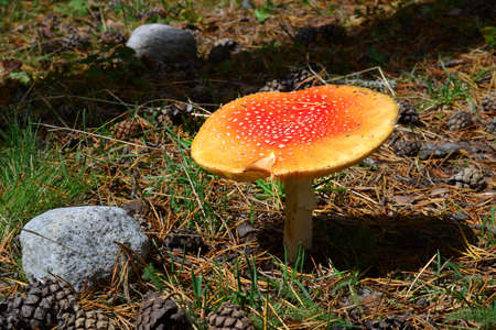 Amanita mushroom in the Caucasus forest