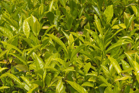 Tea plantations in Solokhaul (Greater Sochi). The Krasnodar tea - the most northern tea in the world