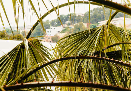 Green palm leaves close-up in rain, selective focusの写真素材