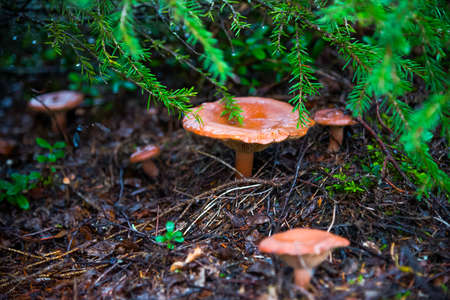 Mushrooms in the autumn forestの写真素材