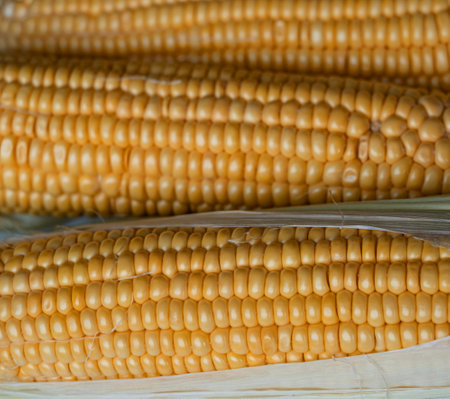 Yellow cobs of corn, close up