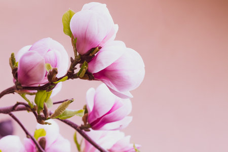 Blooming magnolia tree in springの写真素材