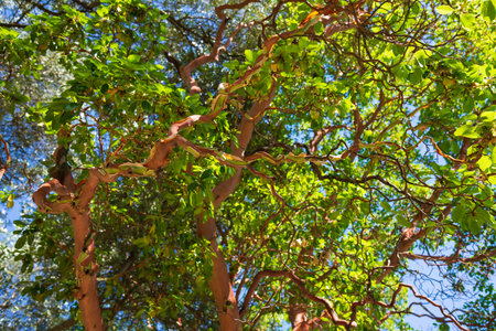 Strawberry tree - evergreen tree with rich orange-red bark