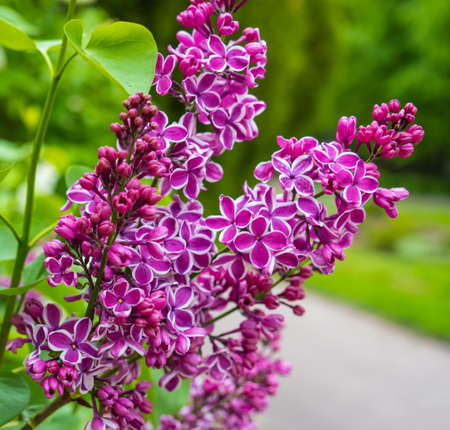 Purple lilac with white border "Sensation" in the parkの写真素材