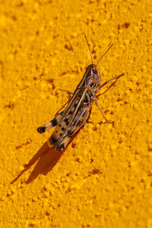 Grasshoppers perched on the yellow wallの写真素材