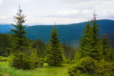 Beautiful forest in the morning. Summer time, Carpathian mountains