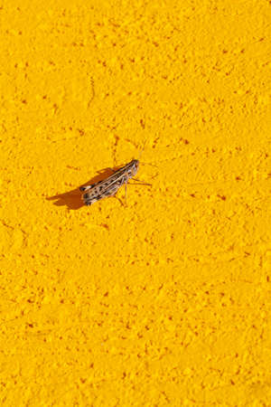Grasshoppers perched on the yellow wallの写真素材