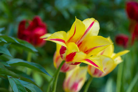 A flower bed of bright yellow blooming tulips in the park