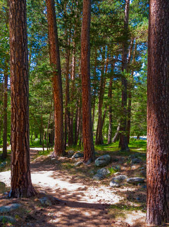 Pine trees in the Caucasus mountains, summer timeの写真素材