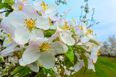 Apple tree flower blossom, close-up detailの写真素材