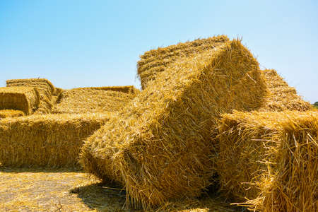 Dry hay in stack on farm field. Big haystack harvestの写真素材