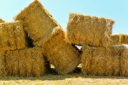 Straw bales in the field, close-up on a sunny day