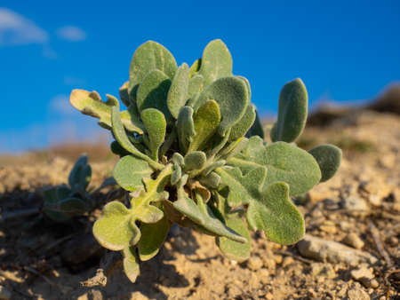 Succulent plants in natural habitat, hot summer dayの写真素材