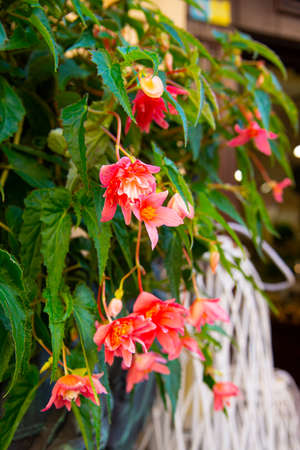 Red flowering Begonia in a city flower bedの写真素材