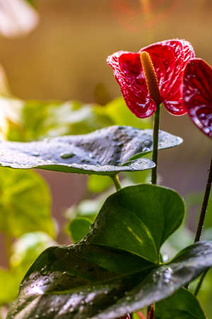 Anthurium flower. Anthurium is heart - shaped flower