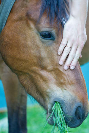 Close-up of a horse's head and a man's hand stroking itの写真素材