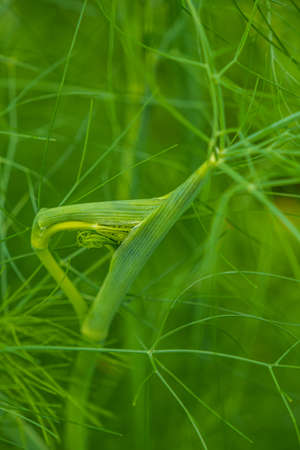 Fresh green fennel close up, background, summer timeの写真素材