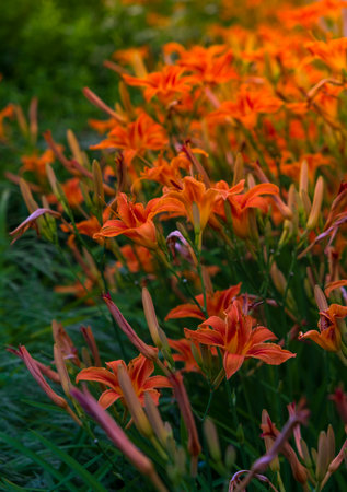 Beautiful orange lily flowers in the house gardenの写真素材