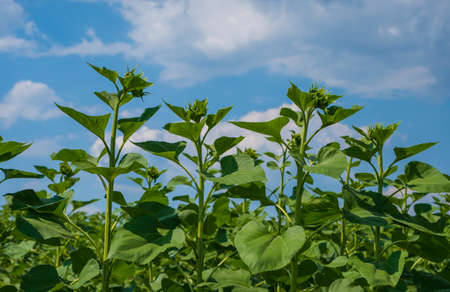 Sunflowers field with unblown flowers against the blue skyの写真素材
