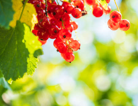 Branch of ripe red currant in a garden, green background, summer timeの写真素材