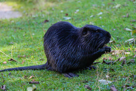 Nutria (Myocastor coypus) on a river bank
