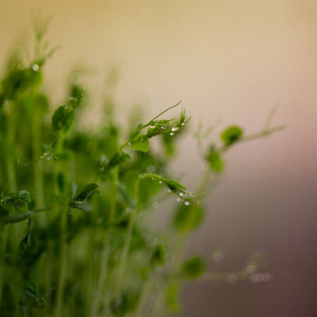 Pea microgreen sprouts with water drops, close up. Raw sprouts, microgreens, healthy food concept.
