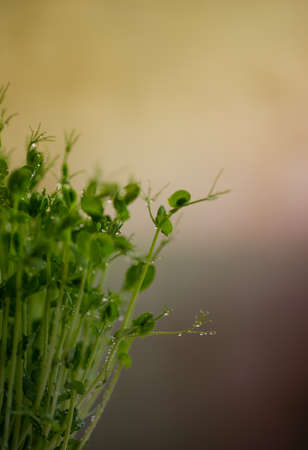 Pea microgreen sprouts close up. Raw sprouts, microgreens, healthy food concept.の写真素材