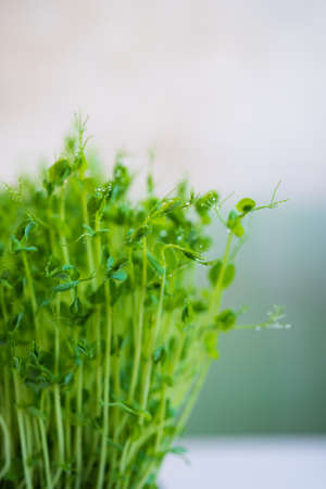 Pea microgreen sprouts with water drops. Raw sprouts, microgreens, healthy food concept.の写真素材