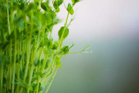 Pea microgreen sprouts close up. Raw sprouts, microgreens, healthy food concept. Space for textの写真素材
