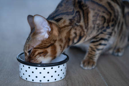 Cat eating from bowl on floor indoors, home interiorの写真素材