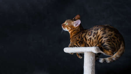 Portrait of a bengal cat, close up. Cat in the home interior. Animals and lifestyle concept. Space...