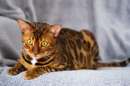 Portrait of a cute Bengal kitten. Cat in the home interior. Animals and lifestyle concept.の写真素材