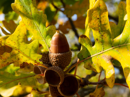 Closeup oak fruits and leaves on a forest background. Autumn time