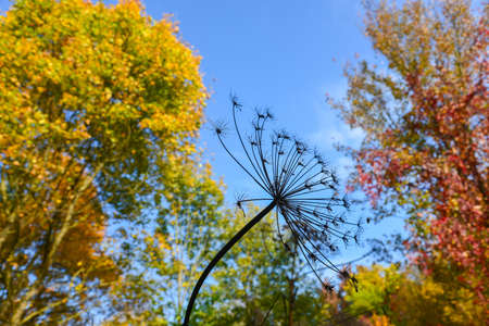 Wild dried hogweed or heracleum flower on the autumn forst background. Silhouette of an umbrella...