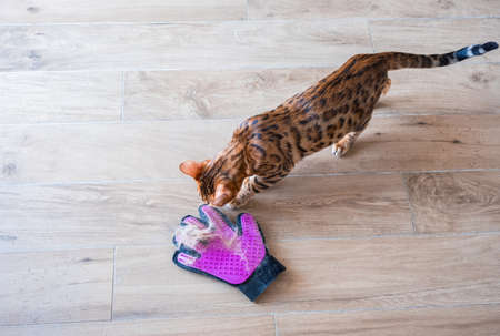 Glove for combing wool. Glove with silicone lining with cat fur. Taking care of petsの写真素材