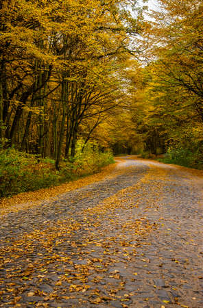 Autumn deciduous forest. Road in the autumn forest. Falling yellow leaves from trees. Seasonsの写真素材