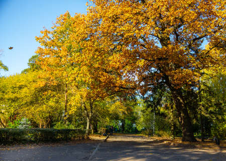 Beautiful oak trees in the autumnal park, Lviv cityのeditorial素材