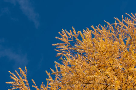 Yellow larch branch at autumn. Close up of larch tree branch with yellow needlesの写真素材