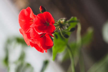 Red flower of pelargonium, close upの写真素材