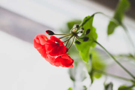 Red flower of pelargonium, close upの写真素材