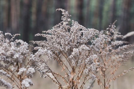 golden meadow dried grass. The natural background, selective focus