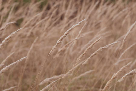 golden meadow dried grass. The natural background, selective focusの写真素材