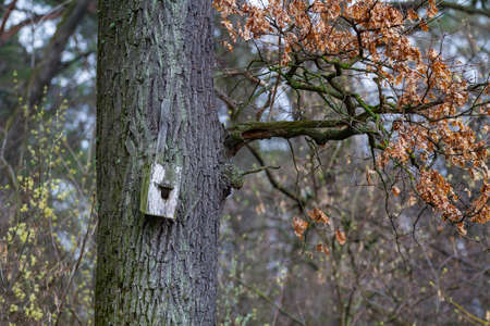 Bird feeder on a tree. Wooden hand made bird feeder. animal care concept. Bird care, environmental...