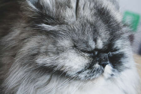 Domestic gray cat of Persian breed, indoors, close-up