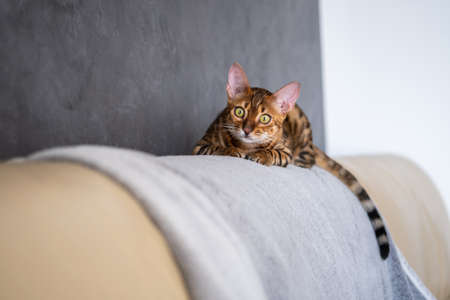 Bengal cat lies on a light leather armchairの写真素材