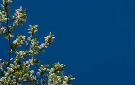 bird cherry tree in blossom. Blooming white bird cherry tree branch on a sunny spring day, blue sky. selective focus, copy spaceの写真素材