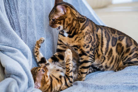 Two Bengal cats play on the couch at home. Pets, animal care