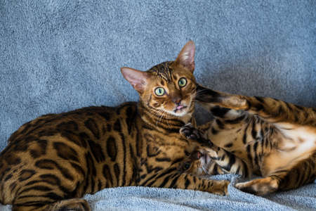 Two Bengal cats play on the couch at home. Pets, animal careの写真素材