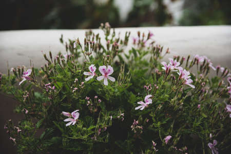 Blooming pelargonium in nature. Catalonia, Spainの写真素材