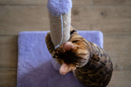 Cute bengal cat scratching scratching post, at home, copy space for textの写真素材